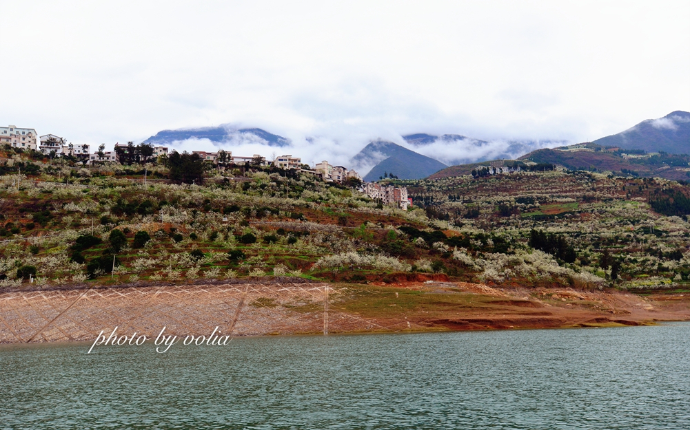 春日乐赏李花“雪”巫山曲尺等你来