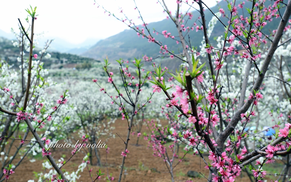 春日乐赏李花“雪”巫山曲尺等你来
