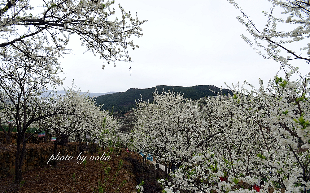 春日乐赏李花“雪”巫山曲尺等你来