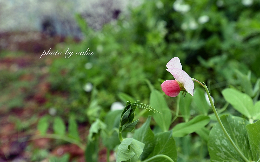 春日乐赏李花“雪”巫山曲尺等你来
