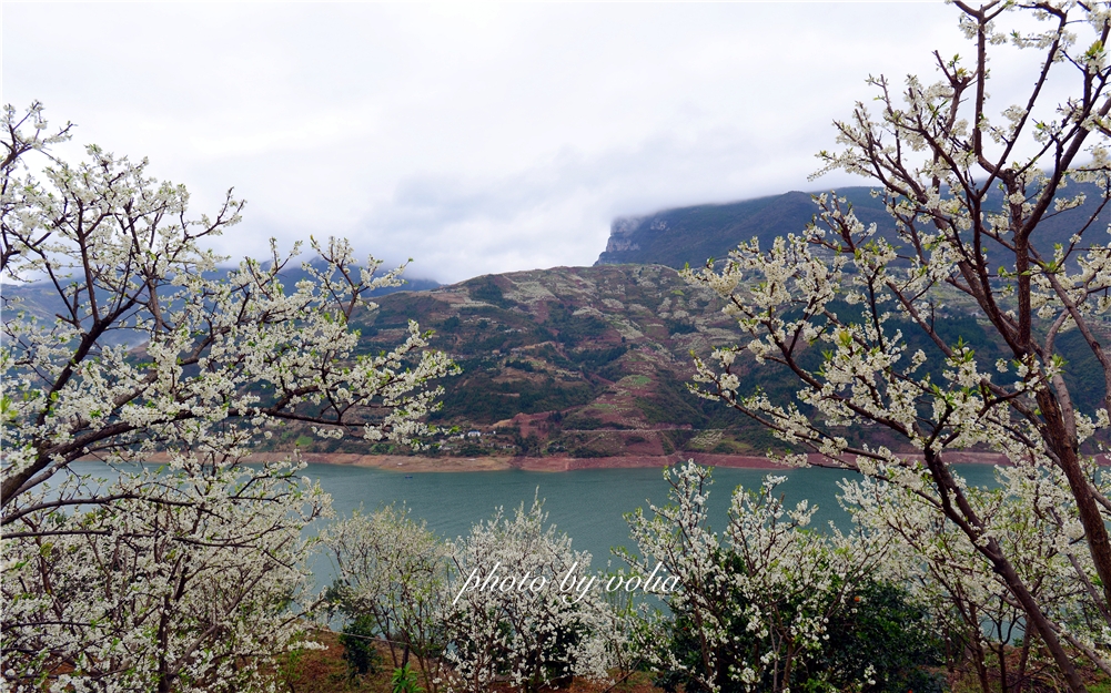 春日乐赏李花“雪”巫山曲尺等你来