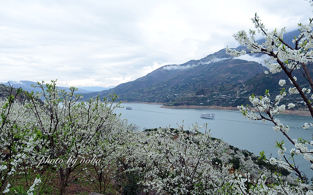 春日乐赏李花“雪”巫山曲尺等你来