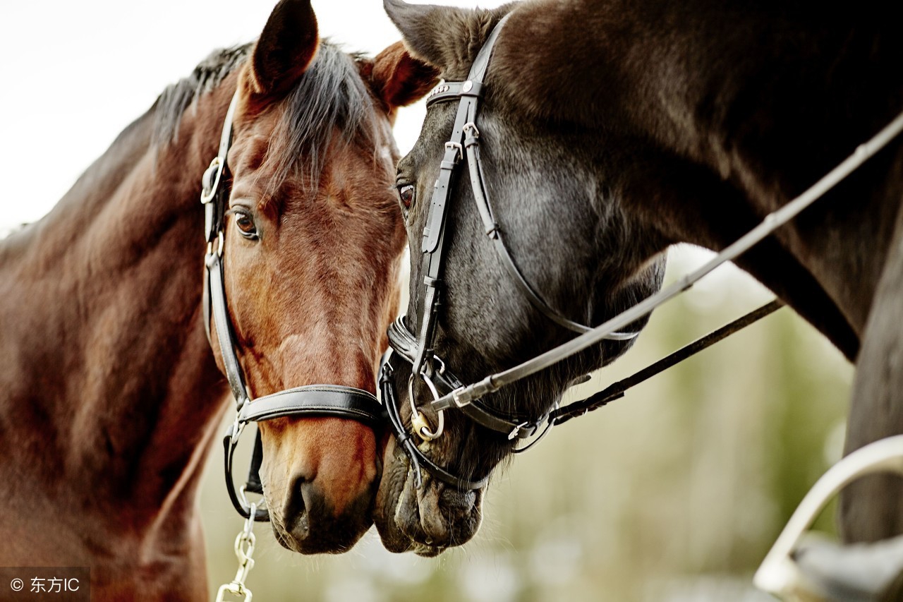 关于马靠奋蹄翻山岭的对联,单人独马的对联
