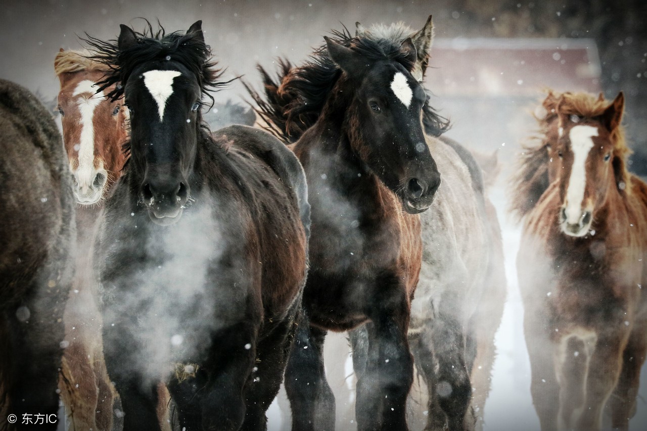 关于马靠奋蹄翻山岭的对联,单人独马的对联