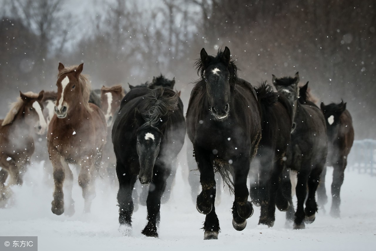 关于马靠奋蹄翻山岭的对联,单人独马的对联
