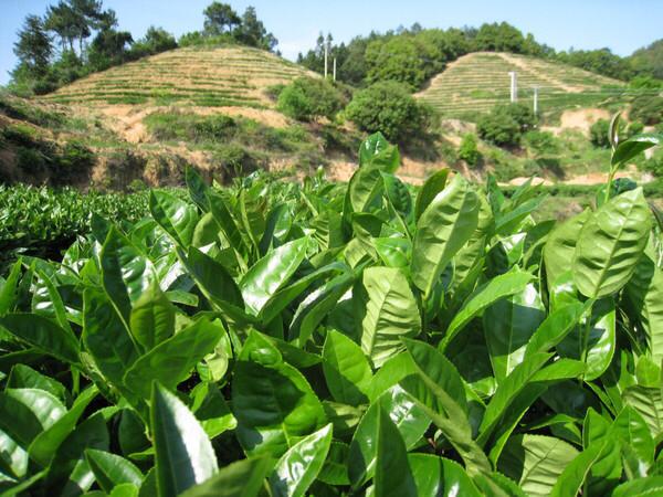 佛手的食用果与供果的区别,佛手的正确食用方法