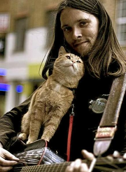 流浪猫鲍勃真实事件改编超感人,流浪猫鲍勃故事梗概