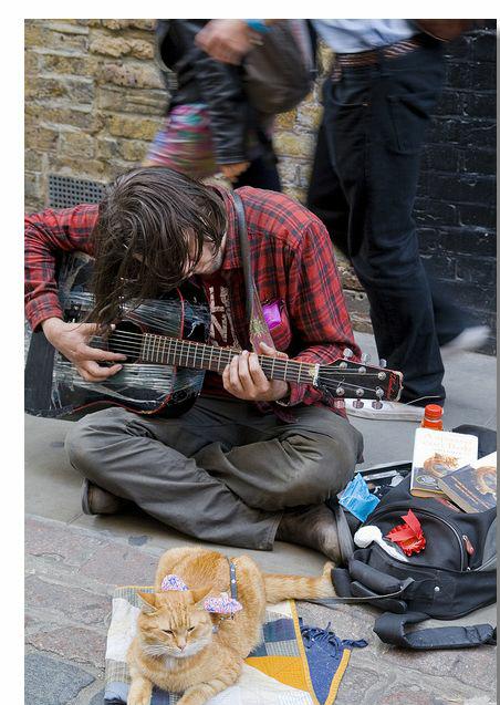 流浪猫鲍勃真实事件改编超感人,流浪猫鲍勃故事梗概