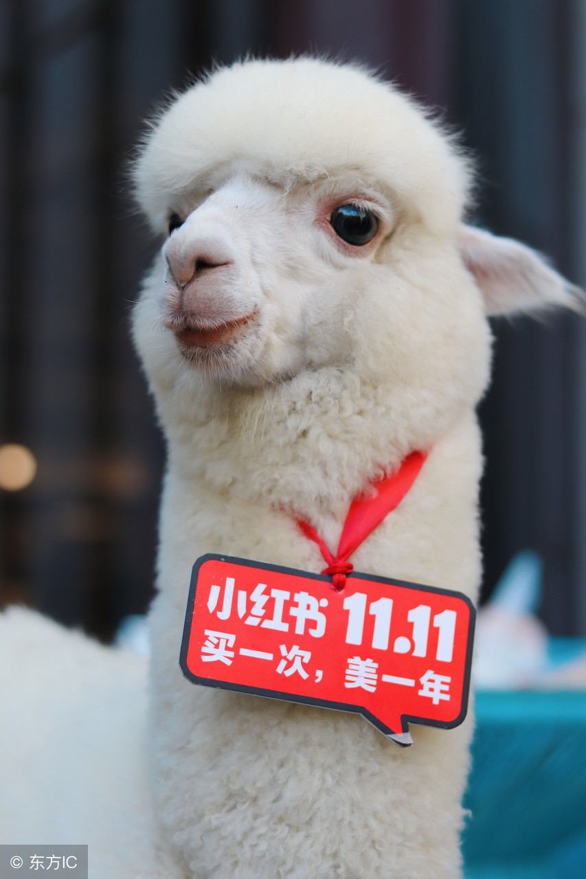 月入十万自媒体，首次公开分享自己的秘密