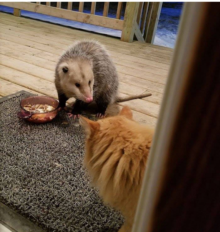 仓鼠当猫咪的面抢食物,仓鼠抢猫食物视频
