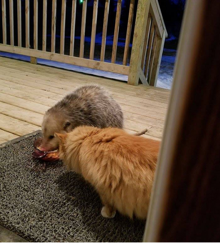 仓鼠当猫咪的面抢食物,仓鼠抢猫食物视频