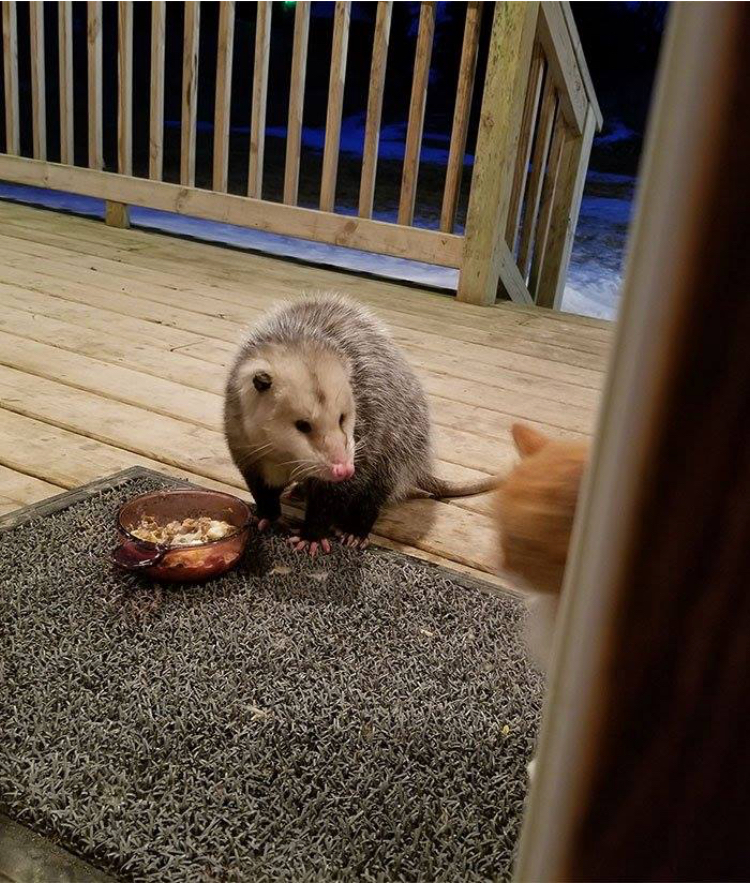 仓鼠当猫咪的面抢食物,仓鼠抢猫食物视频