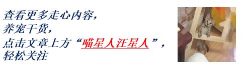 仓鼠当猫咪的面抢食物,仓鼠抢猫食物视频