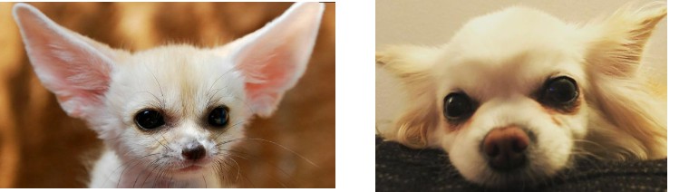 吉娃娃是世界上最小的纯种犬,吉娃娃是最古老的犬种