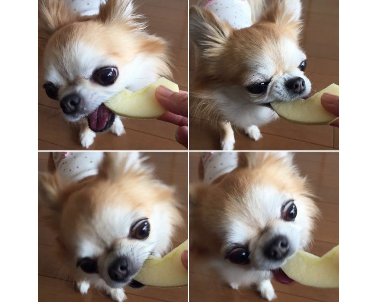 吉娃娃是世界上最小的纯种犬,吉娃娃是最古老的犬种