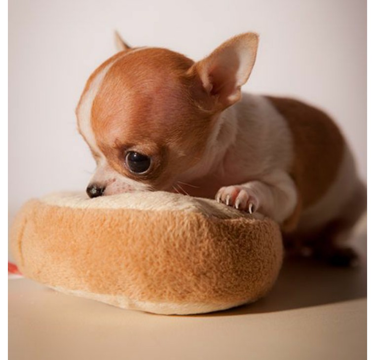 吉娃娃是世界上最小的纯种犬,吉娃娃是最古老的犬种