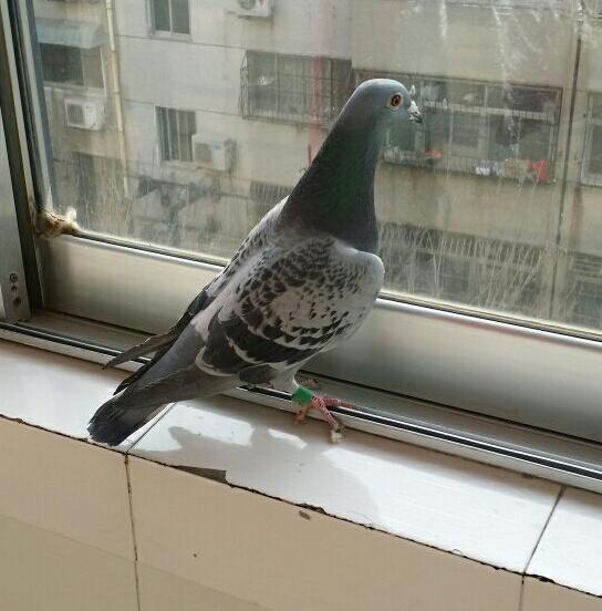 幼鸽几天可以换窝,换羽期的鸽子怎么喂