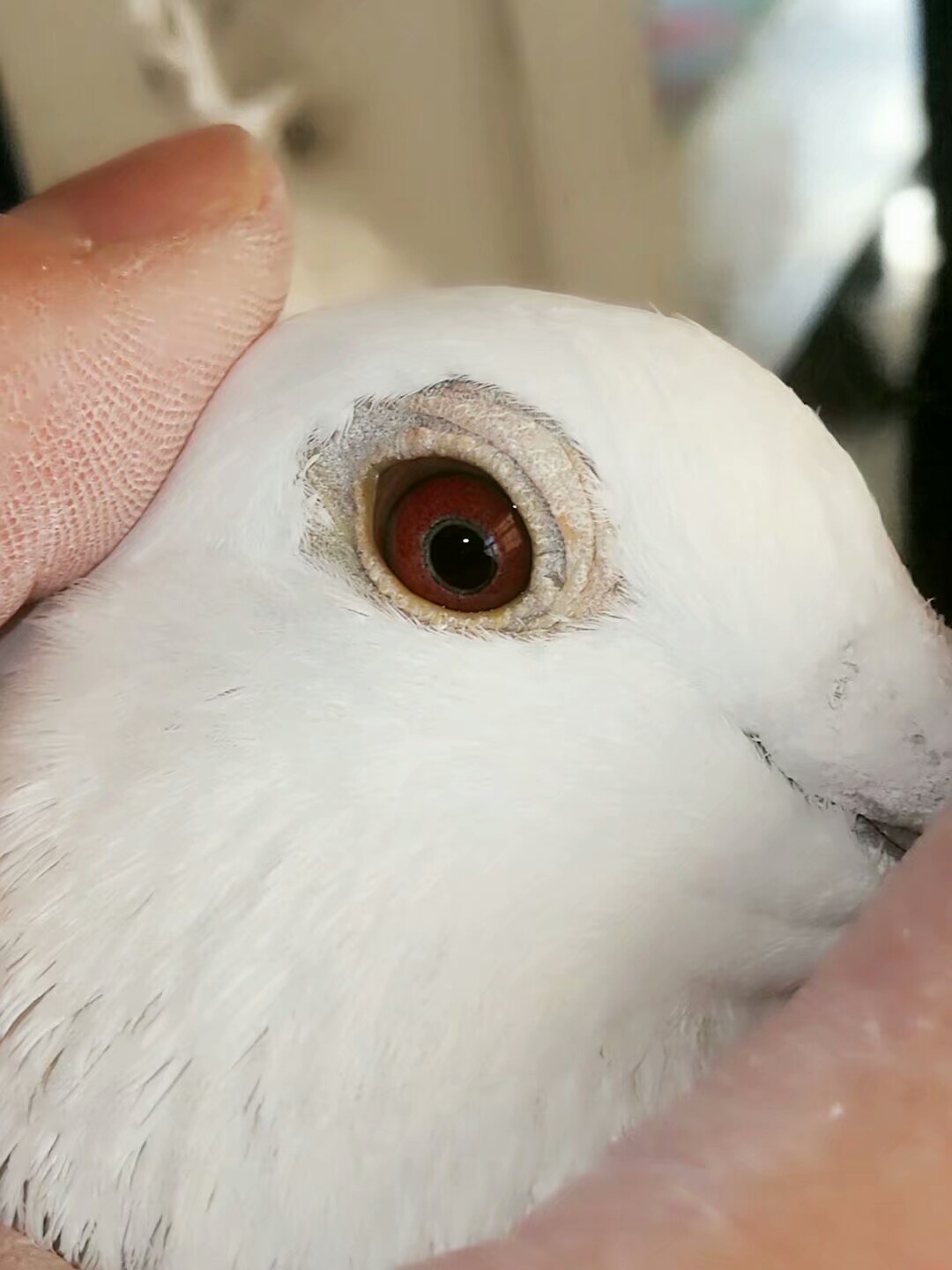 幼鸽几天可以换窝,换羽期的鸽子怎么喂