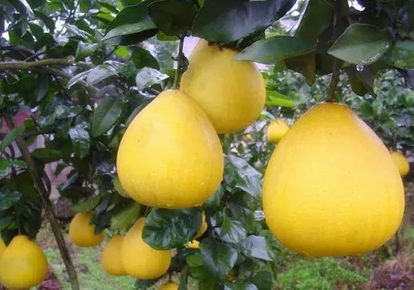 割稻谷比赛、打柚子保龄球……“玩”出来的大财富