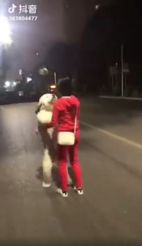 巨大狗狗求抱抱主人压力山大,小狗撒娇卖萌求主人抱抱