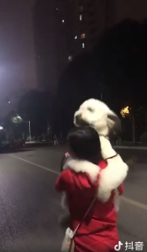 巨大狗狗求抱抱主人压力山大,小狗撒娇卖萌求主人抱抱