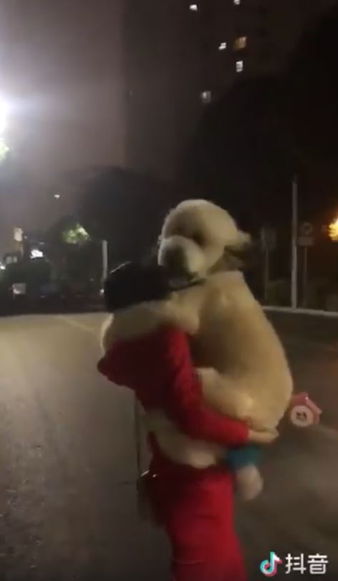 巨大狗狗求抱抱主人压力山大,小狗撒娇卖萌求主人抱抱
