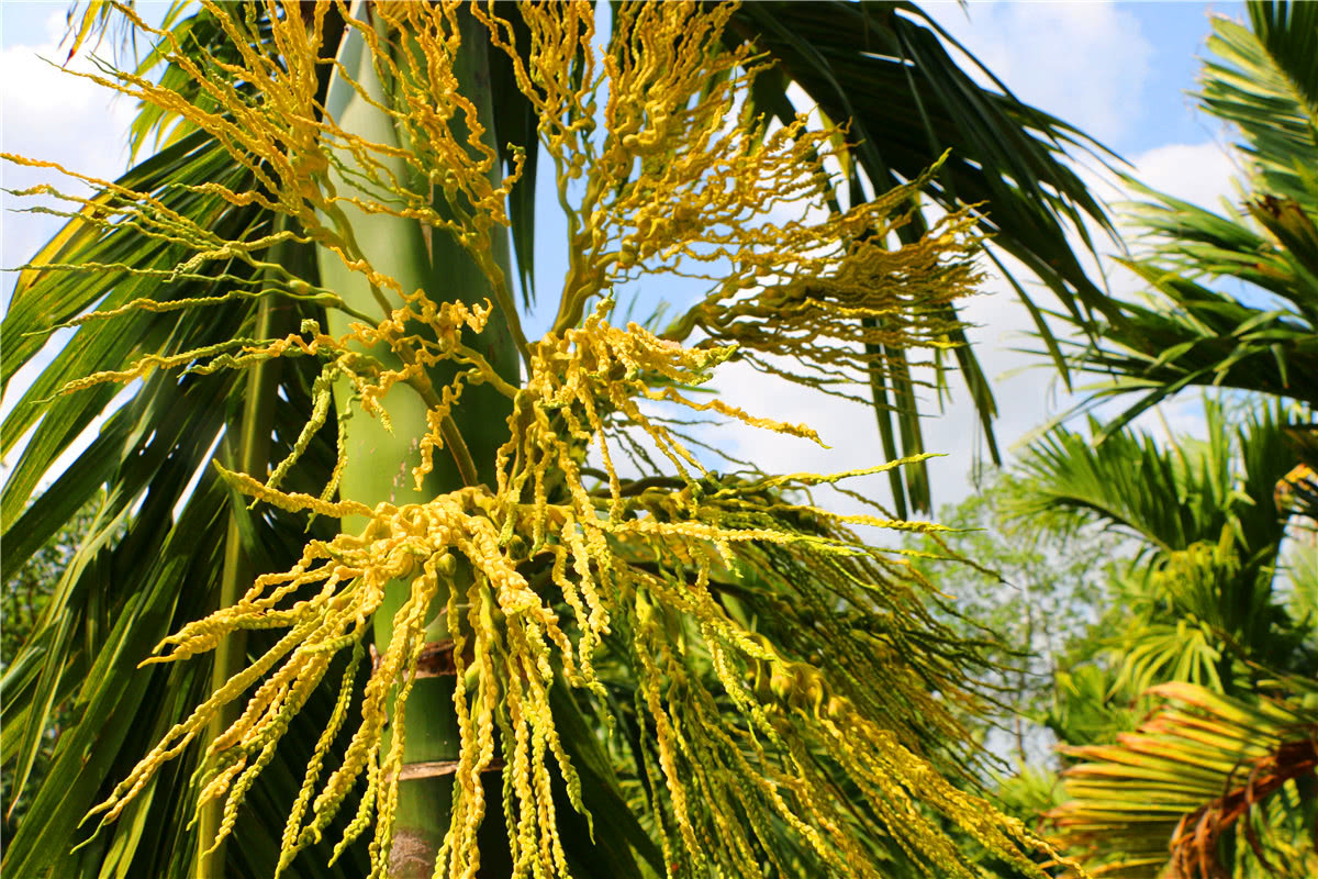 3月美食野菜,三亚特色野菜