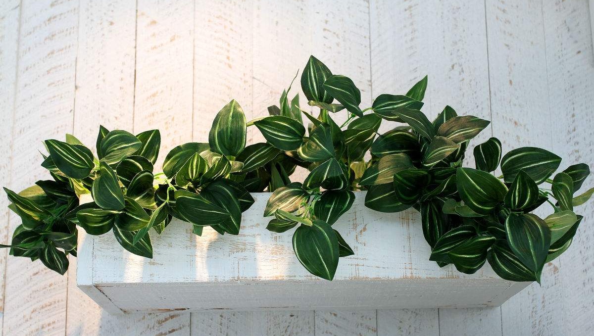 洋葱可以去除甲醛吗需要切开吗,洋葱真的能去除装修中的甲醛吗