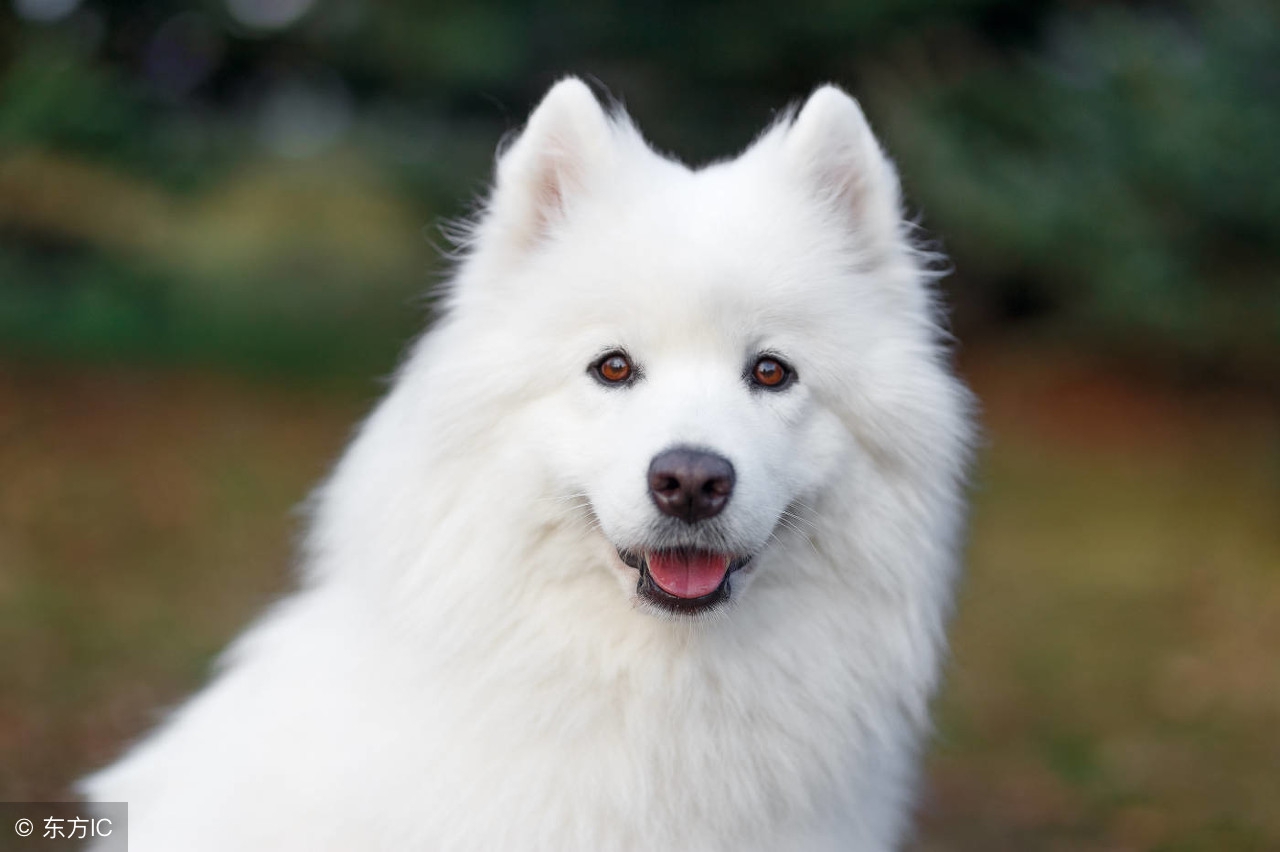 中国十大最好的狗狗是哪十个,全国十大宠物狗排名榜