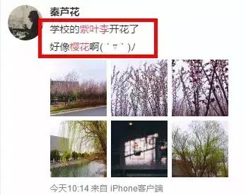 真樱花和假樱花的区别,怎么分辨真樱花还是假樱花