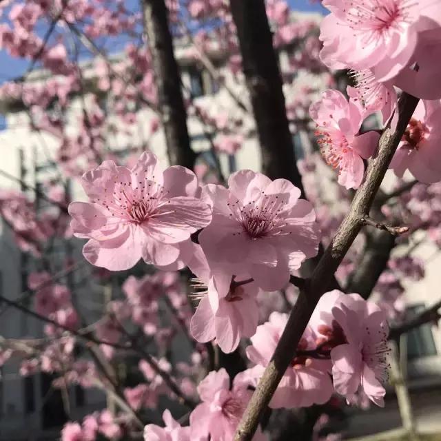 真樱花和假樱花的区别,怎么分辨真樱花还是假樱花