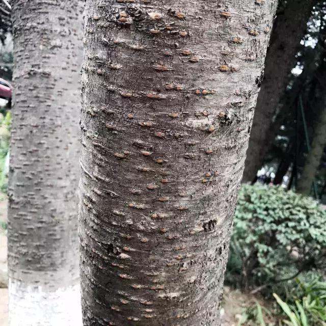 真樱花和假樱花的区别,怎么分辨真樱花还是假樱花