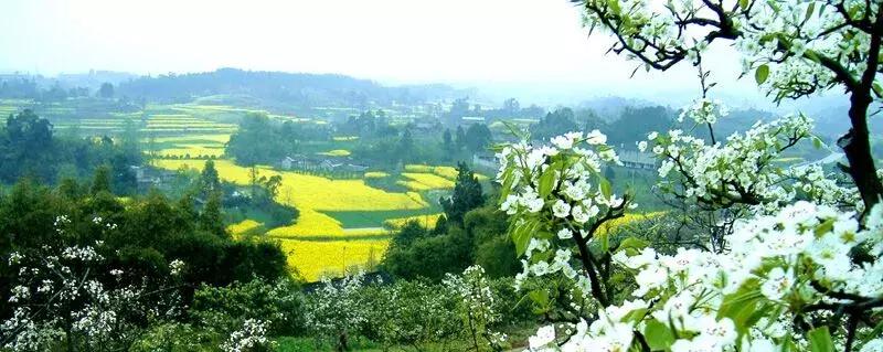 真樱花和假樱花的区别,怎么分辨真樱花还是假樱花