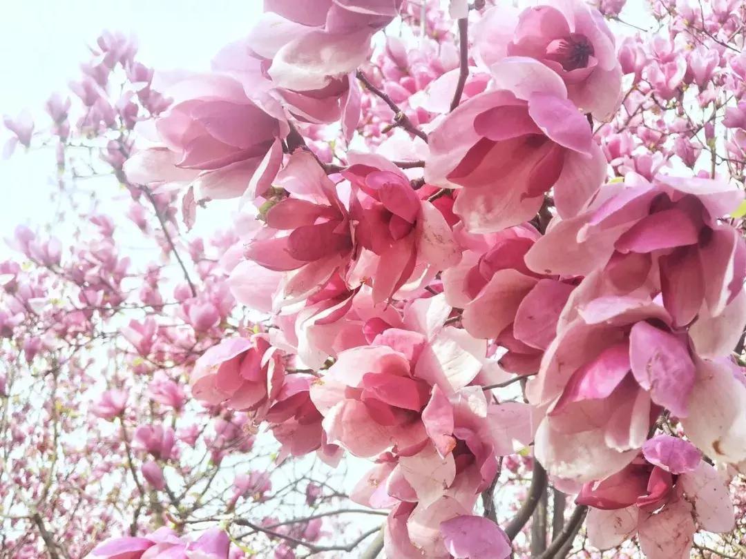 真樱花和假樱花的区别,怎么分辨真樱花还是假樱花