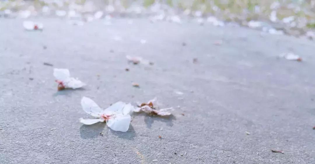 真樱花和假樱花的区别,怎么分辨真樱花还是假樱花