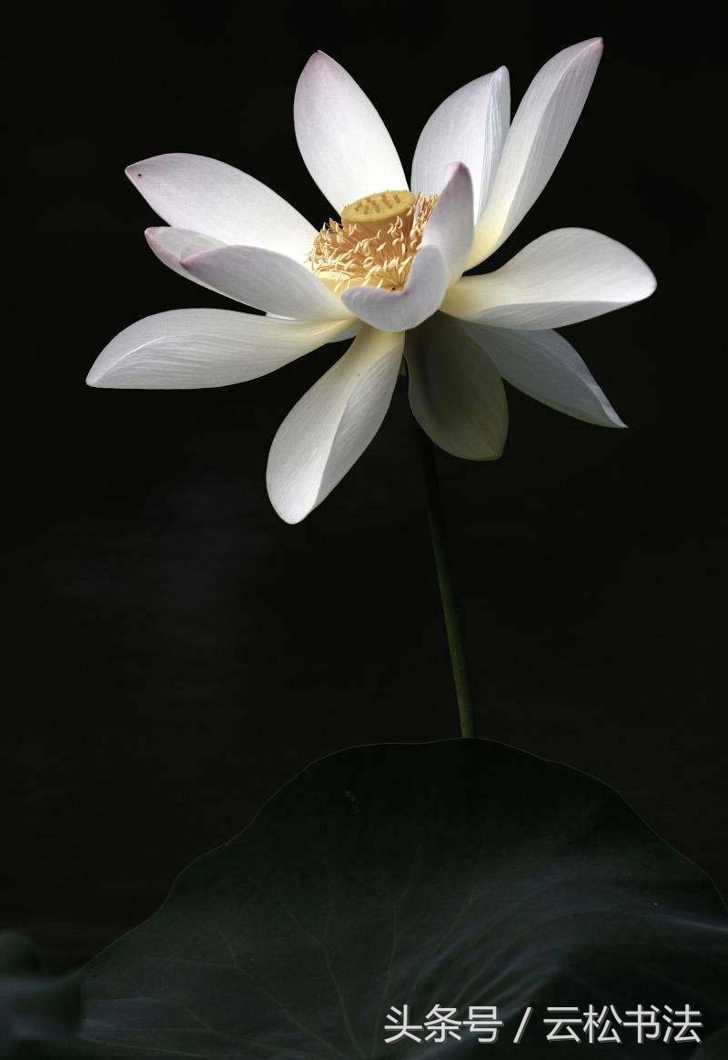 鑸嫢娉㈢綏铚滃蹇冪粡鎵嬪嵎涓存懝,鎽╄瘍鑸嫢娉㈢綏铚滃蹇冪粡