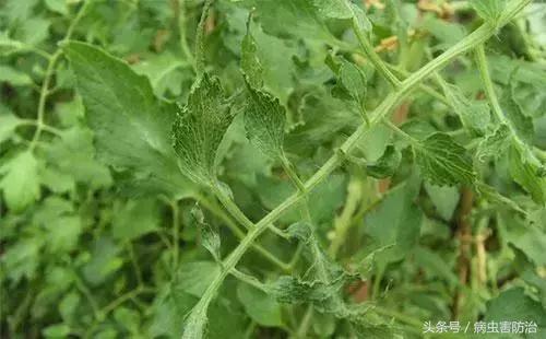 樱桃西红柿激素中毒这阶段发生较多，这几个方面仔细点