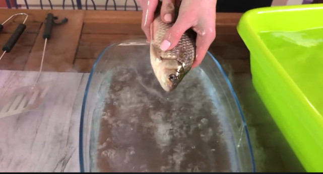 冰冻鱼起死回生实验,鱼冰冻实验