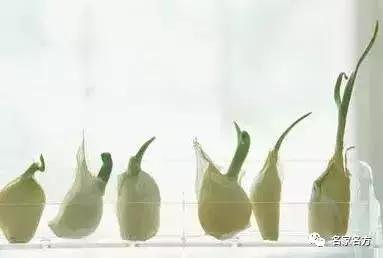 它发了芽再吃，连绝症都怕，以前扔了真是浪费了！