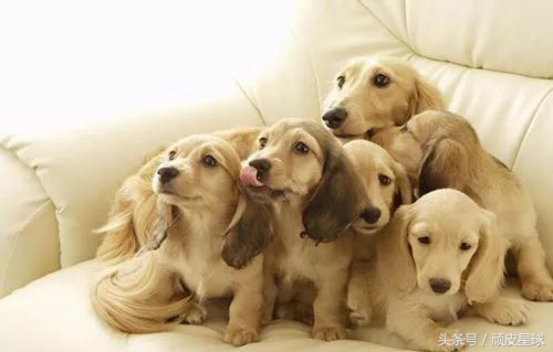 狗狗翻肠子一般几天能好转,狗狗翻肠子最简单的土办法