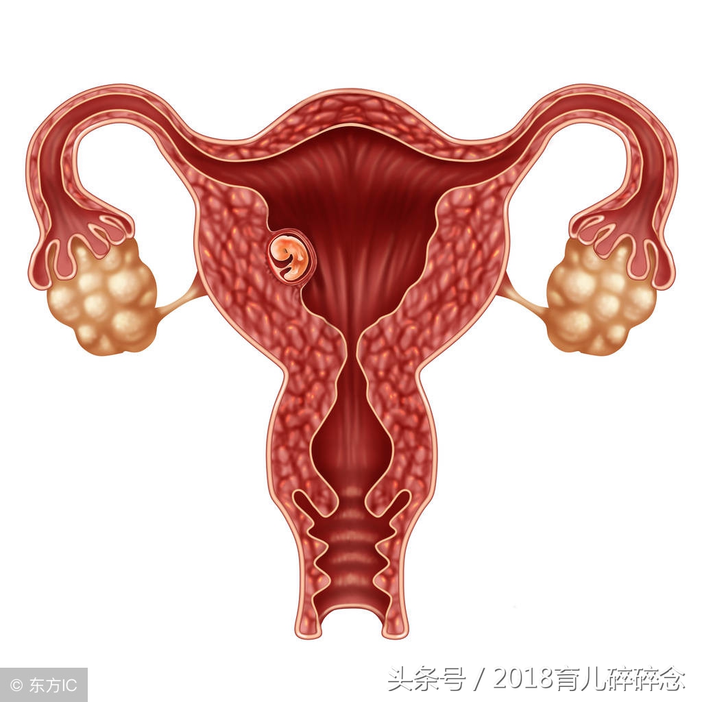 受孕一次成功率高吗,受孕精子与卵子结合要多久