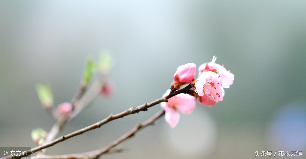 关于清明节的古诗词朗诵加舞蹈,清明节古诗词大全50首
