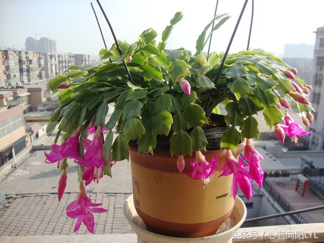 把螃蟹腿养好了,把螃蟹养成帝王蟹