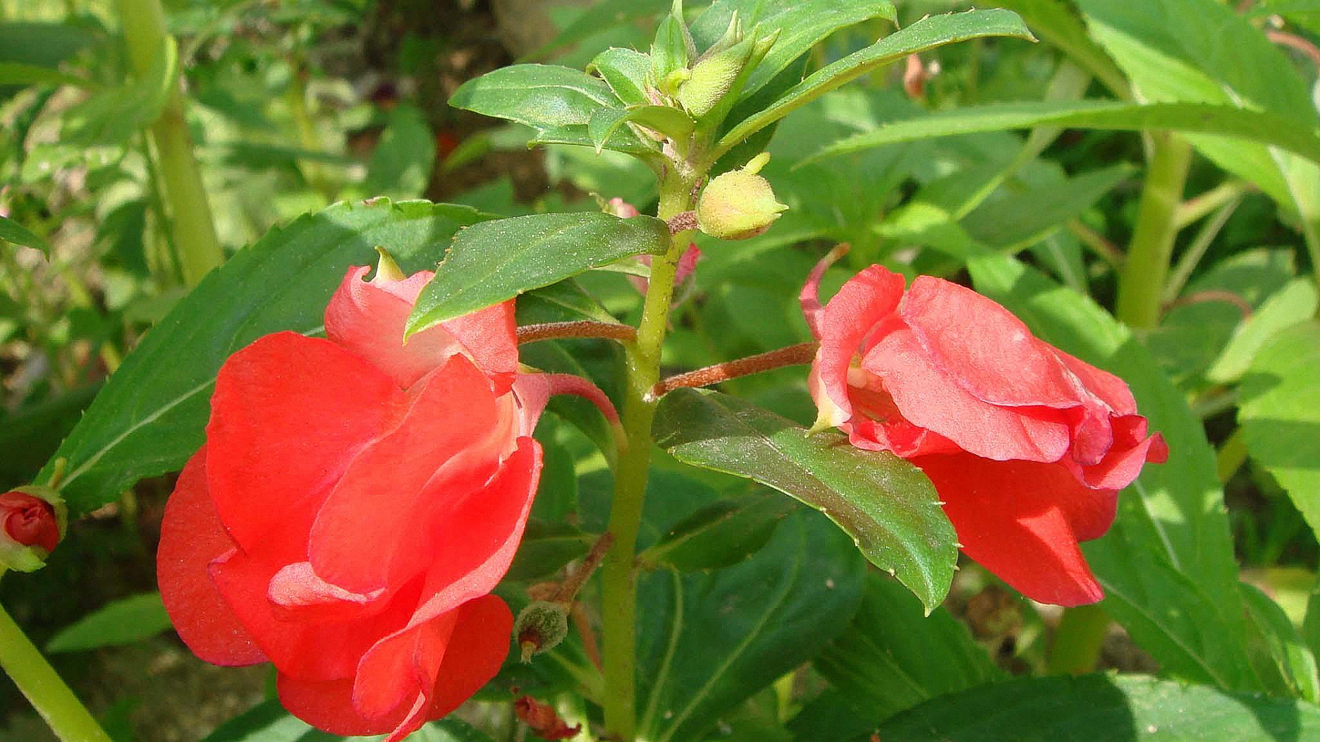 农村经常见到的药用野草,适合农村人涂的指甲油