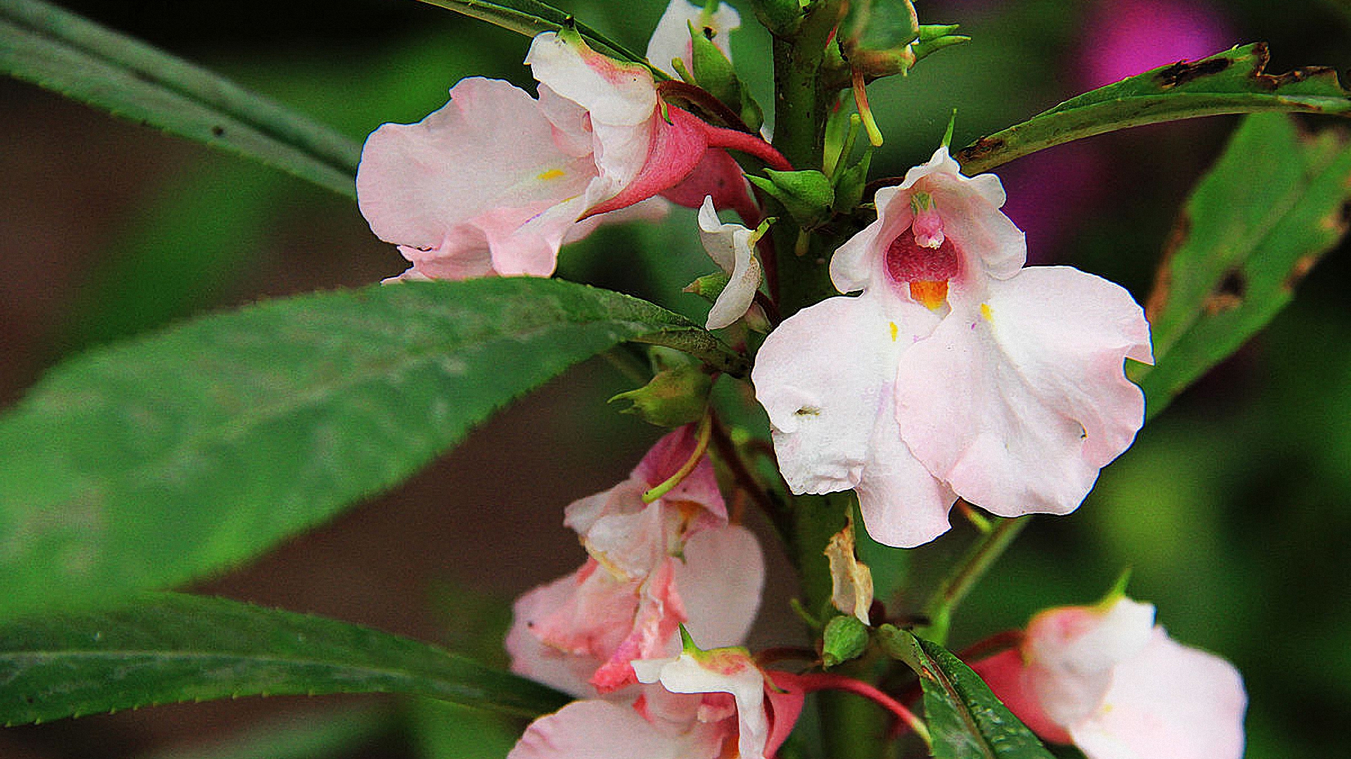 农村经常见到的药用野草,适合农村人涂的指甲油