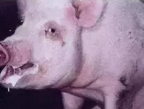 保育猪支原体肺炎怎么能彻底治疗,猪支原体肺炎疫苗的正确使用方法