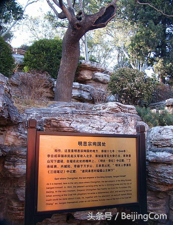 北京景山公园老槐树,景山公园崇祯槐树为啥被砍了