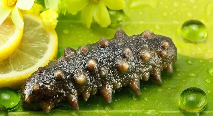 干海参的鉴别方法有哪些,干海参鉴别最简单方法