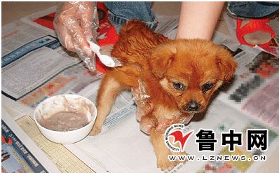 狗贩子用高锰酸钾和廉价染发剂给小奶狗染色，只为卖出高价。