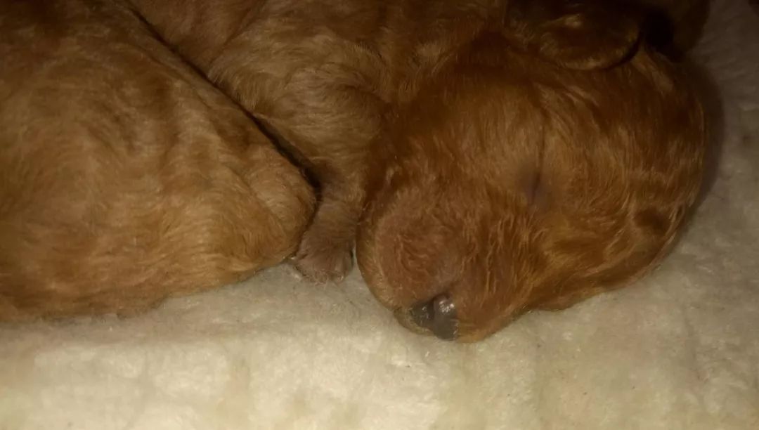 狗贩子用高锰酸钾和廉价染发剂给小奶狗染色，只为卖出高价。